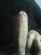 Private Photo of ionuttt